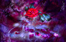 roza-i_zveto4ki-vM.jpg